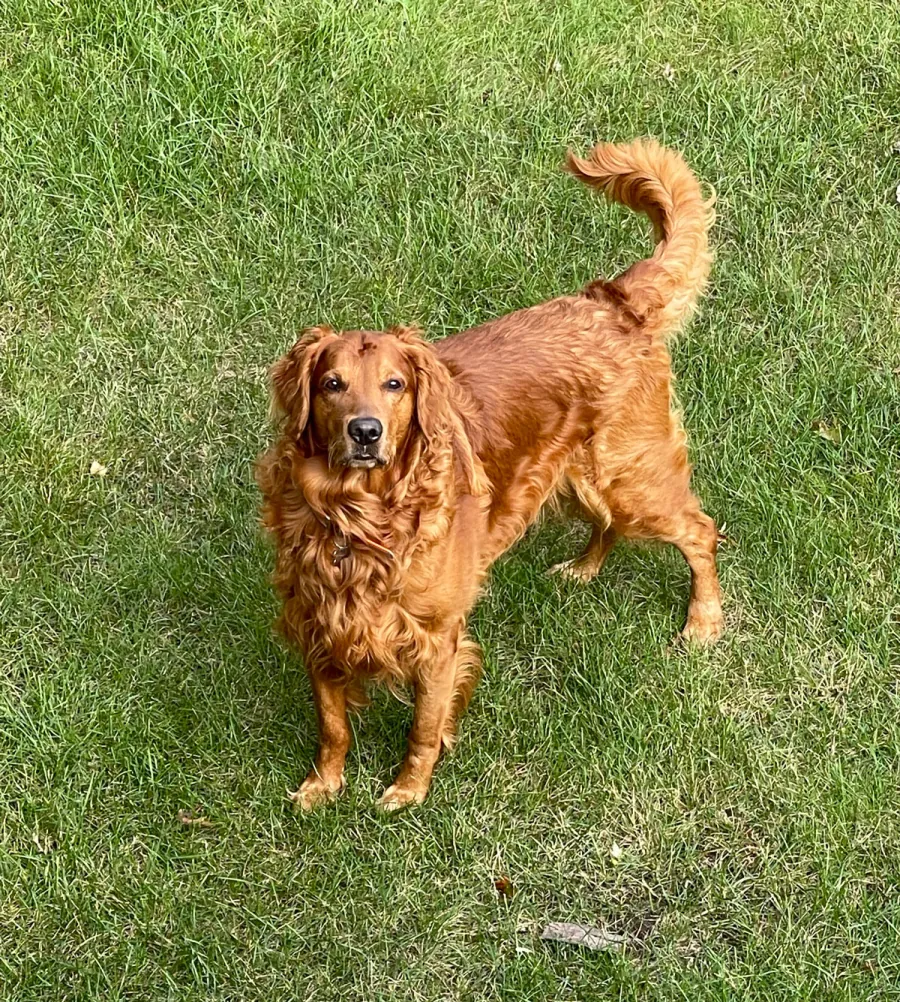 Surly, the Rutz family's golden retriever
